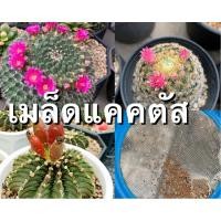 ราคา เมล็ดแคคตัส เมล็ดแมมเม่เฒ่า,ขนนกเหลือง,ขนแมว ดอกชมพู เมล็ดแมม (8756132358)