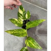 ราคา อิพิด่างเหลืองและอิพิด่างขาว ล็อตใหม่ **เปิดตลาดอิพิ*** (10741487580)