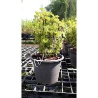 ราคา ต้นเล็บครุฑแคระ ขนาดต้นสูง 40-60 cm. (1ต้น/แพ็ค) (7035154764)