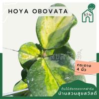 ราคา Hoya obovata โฮย่าโอโบวาต้า ใบด่าง ไม้แขวน ดอกส้ม (26427464399)
