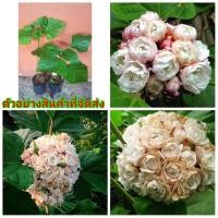 ราคา (ขาย ต้นพันธุ์) ต้น ดอก นางแย้มไทย kanokwan (8611615663)