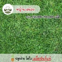 ราคา เมล็ดพันธุ์หญ้านวลน้อยขนาด 100 กรัม (28273668203)