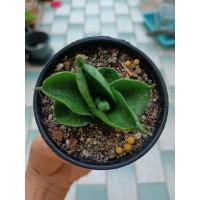 ราคา งาช้างแคระบอนเซลมินิ (13640256353)