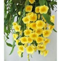 ราคา กล้วยไม้เอื้องผึ้ง กอใหญ่สวยๆ ติดขอนไม้ (5426312303)