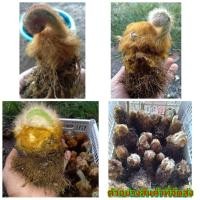 ราคา (ขาย หัวพันธุ์) ต้น หัว เหง้า ว่านลูกไก่ ทอง ว่าน ลูกไก่ ทอง วิทย์ (4269621942)