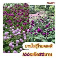 ราคา เมล็ดดอกบานไม่รู้โรย100เมล็ด50บาท(คละสี) (23440006062)