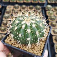 ราคา 15 melocactus หนามสวย (4322524361)