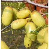 ราคา ต้น พุทราแดง (หงจ่าว) พุทราจีนลูกยาว ต้นใหญ่ น่าปลูก สูง 100 ซ.ม.+ ต้นไม้นำเข้า (22849723341)