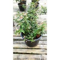 ราคา ต้นเชอรี่แคระ พุ่มเตี้ย กระถาง 5" จำนวน 1 ต้น (2921857678)