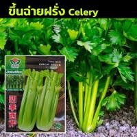 ราคา [ 1500+เมล็ด] เมล็ดพันธุ์ เซเลอรี่ Celery ขึ้นฉ่ายฝรั่ง คื่นฉ่ายฝรั่ง เมล็ดขึ้นฉ่ายฝรั่ง เมล็ดนำเข้า (12480384449)