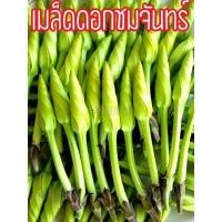 ราคา เมล็ดพันธุ์ ดอกชมจันทร์ ตรา สามเอ (4843476915)