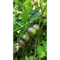 ราคา ต้นพันธุ์ มะเขือเทศดำ มะเขือเทศเชอรี่สีดำ ถุงดำพร้อมปลูก 29บาท black tomato มะเขือเทศม่วง (27129936693)