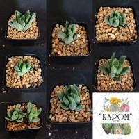 ราคา haworthia cymbiformis ฮาโวเทีย ซิมบิฟอร์มิส ,บัวแก้ว (15116369337)