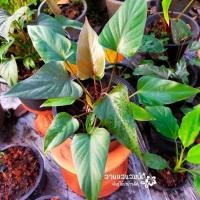 ราคา เสน่ห์จันทร์ดำ (ไม้มงคล) (24274941704)