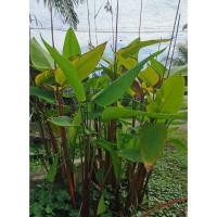 ราคา คล้าน้ำช่อห้อย, คล้าต้นแดง ต้นพุทธรักษาน้ำ คล้าน้ำ (13905889921)