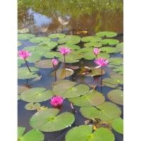 ราคา บัวสาย พันธุ์บัวแดง เป็นกอต้นใหญ่พร้อมออกดอก บัวกินสาย (8030560121)