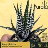 ราคา ม้าลาย ซุปเปอร์ไวท์ ฮาโวเทีย Haworthia fasciata Super White #Haworthia #ฮาโวเทีย #เมล็ดพันธุ์พืช (29587489025)