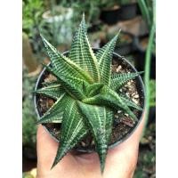 ราคา ม้าเวียนด่าง ฮาโวเทีย Haworthia Limifolia Varieg*ต้นตามภาพเลย* (15298930022)