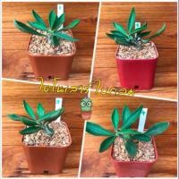 ราคา ยูโฟเบีย ไดโนเสาร์ ใบกลม (4634512184)