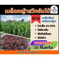 ราคา ✅ สวีทจัมโบ้ เมล็ดหญ้าสวีทจัมโบ้ 10 กิโลกรัม #พร้อมปลูก(รับประกันการงอก) หญ้าเลี้ยงสัตว์ พันธ์ุหญ้า หญ้าเลี้ยงวัว (27006559424)