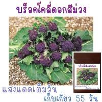 ราคา 30 เมล็ด บร็อคโคลี่ดอกสีม่วง Purple Sprouting Broccoli (6579307973)