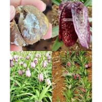 ราคา (1หัว)(หัวหน่อพันธุ์) Fritillaria #มงกุฏจักรพรรดิ (สีม่วง) ไม้จีน (24150503785)