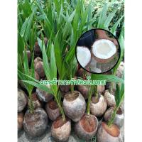 ราคา ต้นมะพร้าวกะทิหอมใบเตย (ต้นเตี้ย) พันธุ์แท้ 100% (41560709968)