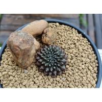 ราคา Gymno cristataยิมโนคริสผิวม่วงสวย ลูกไม้จากพอทไร้หนาม (21884099471)