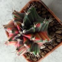 ราคา ยิมโนด่าง gymnocalycium variegata cactus แคคตัส กระบองเพชร (6301351978)