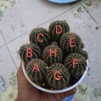 ราคา อิชินอป พิ้งแองเจิ้ล ชำหน่อ (5624786018)