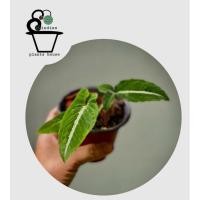 ราคา ต้นออมเพชร Syngonium wendlandii Schott (21645587313)