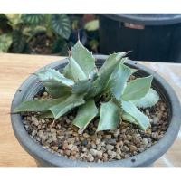 ราคา อากาเว่agave isthmensis (13356421663)