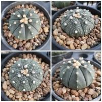 ราคา Cactus แอสโตรไฟตั้ม, แอสทีเรียส (6151828446)