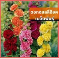 ราคา เมล็ดพันธุ์ ดอกฮอลลี่ฮ็อคดอกซ้อน 30 เมล็ด ดอกฮอลลี่ฮ็อค Hollyhock ฮอลลี่ฮ็อค✅ราคาถูกปลูกง่าย ดอกสวยมาก (20763704409)