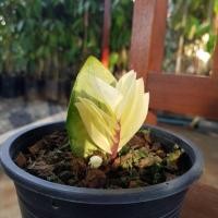 ราคา ต้นกวักมรกตด่าง ไม้ฟอกอากาศ (7738926687)