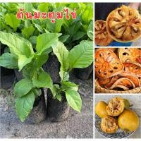 ราคา ต้นมะตูมไข่ พร้อมส่งครับ ชุด4ต้น80บาท พร้อมส่ง พร้อมปลูก (28386097545)