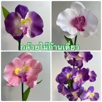 ราคา ดอกกล้วยไม้ ฟาแลนด์ กล้วยไม้แวนด้าก้านเดี่ยว +ก้าน+ใบ งานผ้าดอกใหญ่8-9ซม. ฟาแลนด์ แวนด้า สวยๆๆพร้อมส่ง (28210201990)