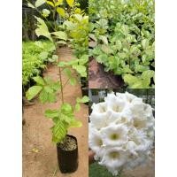ราคา ต้นแคนา ต้นแคป่า เพราะเมล็ด (40904288030)