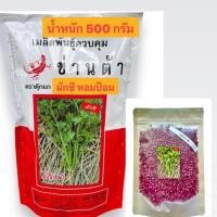 ราคา เมล็ดผักชี หอมป้อม เก็บเกี่ยวไว สำหรับปลูก น้ำหนัก 500,100 กรัม (24282832817)