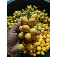 ราคา เมล็ดผักหวานป่า ขายเป็นซองละ 10เมล็ด 29 บาท พร้อมปลูก เมล็ดใหม่ปีนี้ เมล็ดหายาก ผักหวานป่าสีทอง (29784187091)