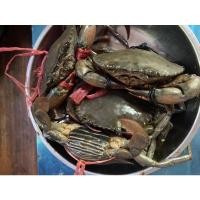 ราคา ปูดำไข่ ทะเลกระบี่ ปูธรรมชาติ ขนาด6-7ตัวโล (18240435211)