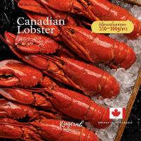 ราคา กุ้งล็อบสเตอร์เเคนนาดาต้มสุก CANADIAN LOBSTER 550-700G/Pcs (7786491605)