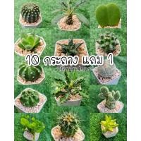 ราคา ลดราคา แคคตัส ต้นกระบองเพชร ไม้อวบน้ำ กุหลาบหิน succulent (7739930951)