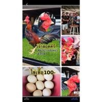 ราคา ขายไข่เชื้อสายพันธุ์พม่ารำวงแข้งหน้า (14083192107)