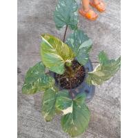 ราคา เสน่ห์จันทร์ประกายดาว ประกายดาวชมพูสวยๆ (13757649826)