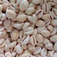 ราคา หอยเบี้ยมุกไฟลายเส้น(ตอบช้าโทร 0814511942ค่ะ) (3612090800)