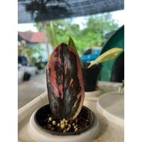 ราคา กวักมรกตดำด่าง ชมพู สวยมากต้นนี้‼️ (40355706270)