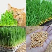 ราคา 250+ เมล็ด เมล็ดข้าวสาลี(หญ้าแมว) (สำหรับปลูกเป็นต้นอ่อนข้าวสาลี) หญ้าแมวเป็นพืชเพื่อสุขภาพของแมวโดยแท้) (19095036590)