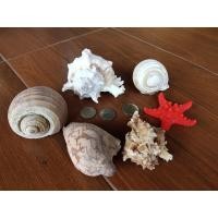 ราคา เปลือกหอย ตกแต่งตู้ปลา ขนาดใหญ่ เปลือกหอย สำหรับ งานศิลปะ DIY SHELL CRAFT Aquarium แถม ปลาดาว พลาสติกสีแดง (4200879245)