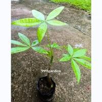 ราคา ต้นศุภโชค ไม่ถักเปีย ส่งในถุงดำ ต้นถั่วศุภโชค money tree (13033544976)